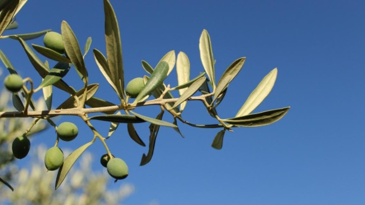 Verticilium dahliae.jpg